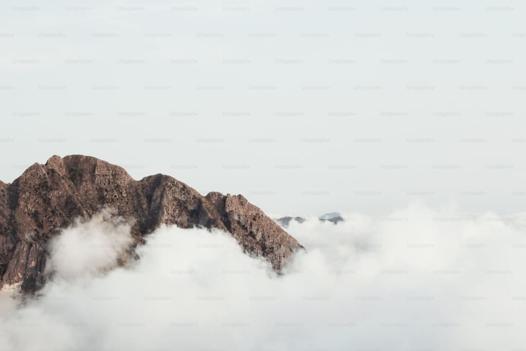 斑鸠哥是什么梗